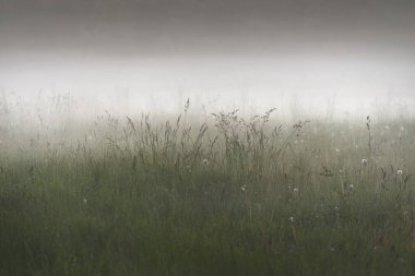 Gree ormanı çimenliği (çayır, tarla) gün batımında yoğun beyaz bir siste. Bitkiler, otlar, kır çiçekleri. Resimli bir manzara var. Idyllic kırsal alan. Saf doğa, çevre, ekoloji
