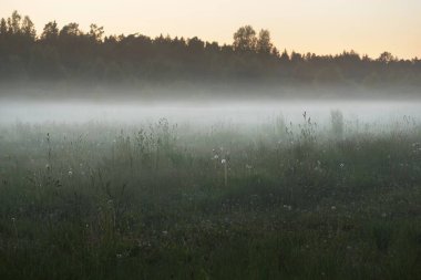Güneşin doğuşunda sisli bir arazide (orman çayırı, çimenlik). Yumuşak güneş ışığı, altın saat. Gökyüzü açık. Idyllic kırsal kesim. Saf doğa, ekoloji, çevre, eko-turizm
