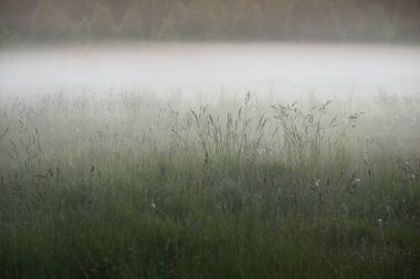 Gree ormanı çimenliği (çayır, tarla) gün batımında yoğun beyaz bir siste. Bitkiler, otlar, kır çiçekleri. Resimli bir manzara var. Idyllic kırsal alan. Saf doğa, çevre, ekoloji