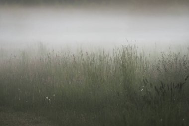 Gree ormanı çimenliği (çayır, tarla) gün batımında yoğun beyaz bir siste. Bitkiler, otlar, kır çiçekleri. Resimli bir manzara var. Idyllic kırsal alan. Saf doğa, çevre, ekoloji