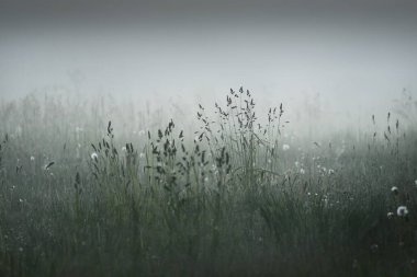 Gree ormanı çimenliği (çayır, tarla) gün batımında yoğun beyaz bir siste. Bitkiler, otlar, kır çiçekleri. Resimli bir manzara var. Idyllic kırsal alan. Saf doğa, çevre, ekoloji