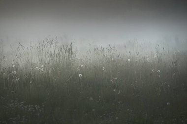 Gree ormanı çimenliği (çayır, tarla) gün batımında yoğun beyaz bir siste. Bitkiler, otlar, kır çiçekleri. Resimli bir manzara var. Idyllic kırsal alan. Saf doğa, çevre, ekoloji