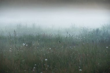 Gree ormanı çimenliği (çayır, tarla) gün batımında yoğun beyaz bir siste. Bitkiler, otlar, kır çiçekleri. Resimli bir manzara var. Idyllic kırsal alan. Saf doğa, çevre, ekoloji