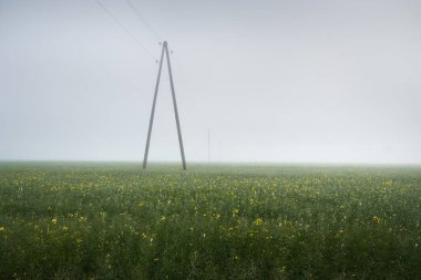 Güneş doğarken yeşil tarlalı tarlaların (orman çimleri, çayır) panoramik manzarası. Sis. Elektrik hattı, yakın plan. Çiftlik, endüstri, ekoloji, doğa, çevresel hasar, teknoloji
