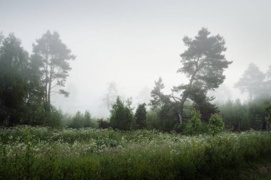 Güneş doğarken sisli bir havada güçlü ağaçlar ve yemyeşil orman çimleri. Idyllic yaz kırsal manzarası. Atmosferik monokrom manzarası. Saf doğa, çevre, ekoloji, eko-turizm