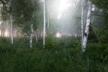 Gün doğumunda sisli bir huş ağacı ormanında. Idyllic yaz kırsal manzarası. Doğa, çevre koruma, ekoloji, eko-turizm. Vahşi ateş renkleri, duman etkisi. Yumuşak güneş ışığı, altın saat