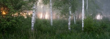 Gün doğumunda sisli bir huş ağacı ormanında. Idyllic yaz kırsal manzarası. Doğa, çevre koruma, ekoloji, eko-turizm. Vahşi ateş renkleri, duman etkisi. Yumuşak güneş ışığı, altın saat