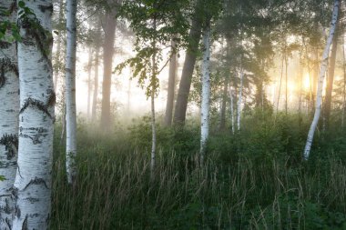 Gün doğumunda sisli bir huş ağacı ormanında. Idyllic yaz kırsal manzarası. Doğa, çevre koruma, ekoloji, eko-turizm. Vahşi ateş renkleri, duman etkisi. Yumuşak güneş ışığı, altın saat