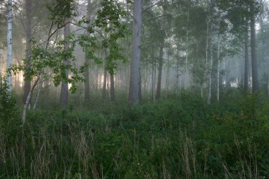 Gün doğumunda sisli bir huş ağacı ormanında. Idyllic yaz kırsal manzarası. Doğa, çevre koruma, ekoloji, eko-turizm. Vahşi ateş renkleri. Yumuşak güneş ışığı, altın saat. Panoramik görünüm