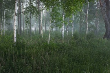 Gün doğumunda sisli bir huş ağacı ormanında. Idyllic yaz kırsal manzarası. Doğa, çevre koruma, ekoloji, eko-turizm. Vahşi ateş renkleri, duman etkisi. Yumuşak güneş ışığı, altın saat
