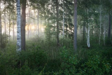 Gün doğumunda sisli bir huş ağacı ormanında. Idyllic yaz kırsal manzarası. Doğa, çevre koruma, ekoloji, eko-turizm. Vahşi ateş renkleri. Yumuşak güneş ışığı, altın saat. Panoramik görünüm