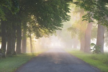 Görkemli yeşil yaprak döken ormanda kırsal yol. Doğal tünel. Güçlü ağaçlar. Sis, güneş ışığı, yumuşak güneş ışığı. Atmosferik rüya gibi yaz manzarası. Saf doğa, ekoloji, eko-turizm, fantezi, masal