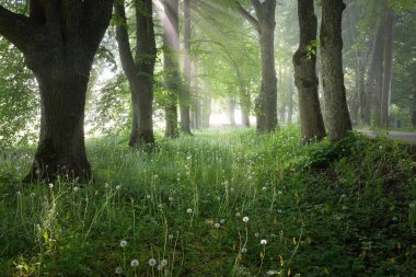 Gün doğumunda sisli bir havada görkemli yaprak döken ormanın içinden geçen yol. Yumuşak güneş ışığı, güneş ışınları. Güçlü ağaçlar. Doğal tünel. Saf doğa, ekoloji. eko-turizm, fantezi, masal, rüya, gizem kavramları