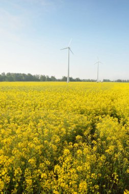 Sarı kolza tohumu tarlasında rüzgâr türbini jeneratörleri. Sabah sisi. Idyllic yaz kırsal manzarası. Doğa, ekoloji, ekolojik sorunlar, alternatif yenilenebilir enerji, üretim, tarım endüstrisi