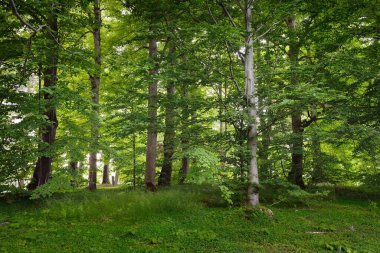 Güneşli bir günde yeşil yaprak döken orman parkının panoramik görüntüsü. Güçlü ağaçlar, bitkiler, yosunlar. Yumuşak güneş ışığı. Atmosferik manzara. Doğa, çevre, ekoloji, eko-turizm, kuzey yürüyüşü, keşif
