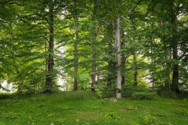 Güneşli bir günde yeşil yaprak döken orman parkının panoramik görüntüsü. Güçlü ağaçlar, bitkiler, yosunlar. Yumuşak güneş ışığı. Atmosferik manzara. Doğa, çevre, ekoloji, eko-turizm, kuzey yürüyüşü, keşif