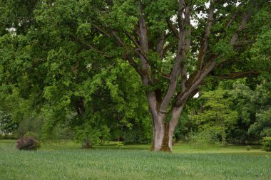 Yeşil yaprak döken ormanda (halk parkında) kudretli büyücü meşe ağacının yakın çekimi. Atmosferik yaz manzarası. Saf doğa, ekoloji, çevre koruma. Avrupa. Gizem, mitoloji, peri masalı