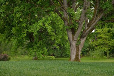 Yeşil yaprak döken ormanda (halk parkında) kudretli büyücü meşe ağacının yakın çekimi. Atmosferik yaz manzarası. Saf doğa, ekoloji, çevre koruma. Avrupa. Gizem, mitoloji, peri masalı