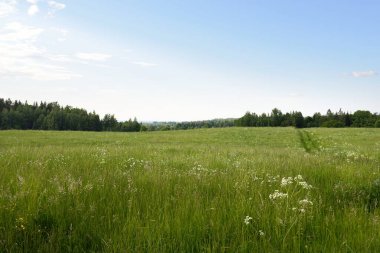 Tarlaya sürülmüş tarla ve ormanın yeşil tepeleri. Idyllic yaz kırsal manzarası. Yağmurdan sonra dramatik bir gökyüzü. Saf doğa, çevre, çiftlik, kırsal yaşam, eko-turizm. Panoramik görünüm