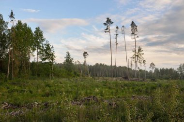 Yazın ormanların tahrip edilmesinden sonra bir orman çayırı. Muazzam çam ağaçları yakın plan. Gökyüzü açık. Manzara kavramı. Ekoloji, ekolojik sorunlar, çevresel hasar, kereste endüstrisi, ağaç kesme, alternatif enerji