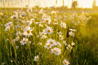 Yaban çiçekleri yakın plan. Çiçekli papatya tarlasının manzarası. Çiçek deseni. Yumuşak güneş ışığı. Altın saat. Gün batımı. Çevre koruma, bahçıvanlık, alternatif halk tıbbı, eko-turizm