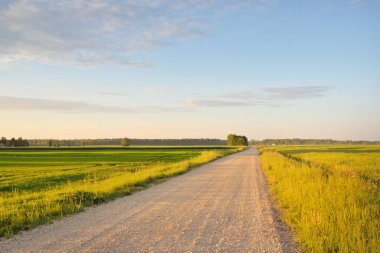 Yeşil tarlalarda, köylerde ve ormanlarda araba sürmek. Idyllic yaz kırsal manzarası. Saf doğa, çevre, çiftlik, eko-turizm, uzak yerler. Ülke yolundan panoramik görünüm