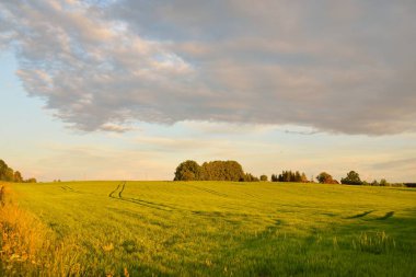 Gün batımında tarlaya sürülen yeşil tarlaların panoramik görüntüsü. Dramatik gökyüzü, parlayan bulutlar. Idyllic yaz kırsal manzarası. Doğa, ekoloji, tarım ve gıda endüstrisi, eko-turizm, uzak yerler