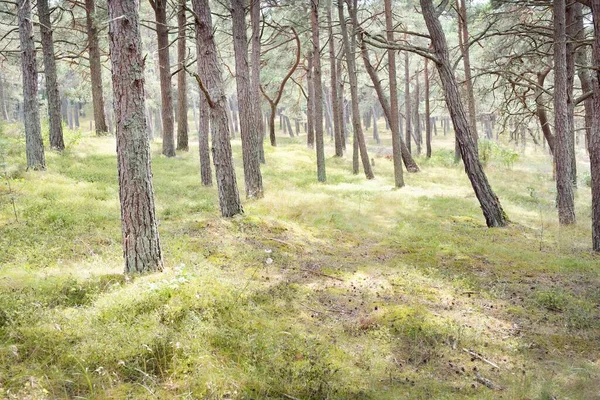 Görkemli Evergreen Ormanı 'na giden yol. Güçlü ağaçlar, yosun ve liken, bitkiler. Atmosferik manzara. Saf doğa, ekoloji, eko-turizm, yürüyüş, kuzey yürüyüşü.