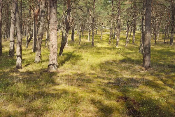 Görkemli Evergreen Ormanı 'na giden yol. Güçlü ağaçlar, yosun ve liken, bitkiler. Atmosferik manzara. Saf doğa, ekoloji, eko-turizm, yürüyüş, kuzey yürüyüşü.