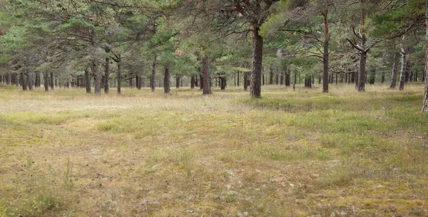 Parcours Travers Majestueuse Forêt Feuilles Persistantes Arbres Puissants Mousse Lichen — Photo