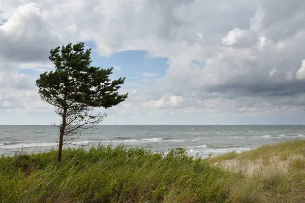 Oostzee Regen Zandduinen Duingras Eenzame Bomen Dramatische Zonsondergang Hemel Gloeiende — Stockfoto