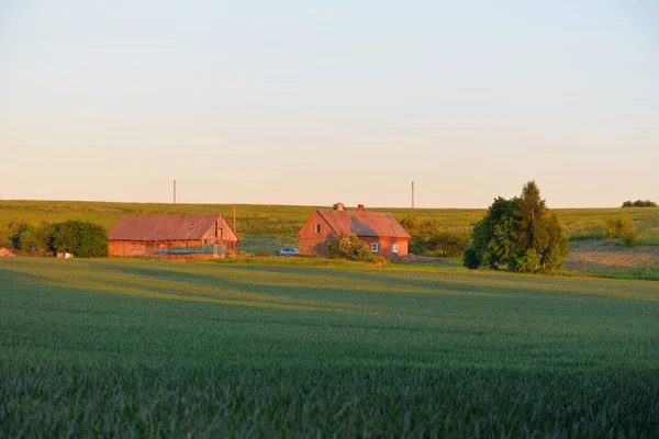 Panoramisch Uitzicht Het Groene Omgeploegde Landbouwveld Bosweide Gazon Bij Zonsondergang — Stockfoto