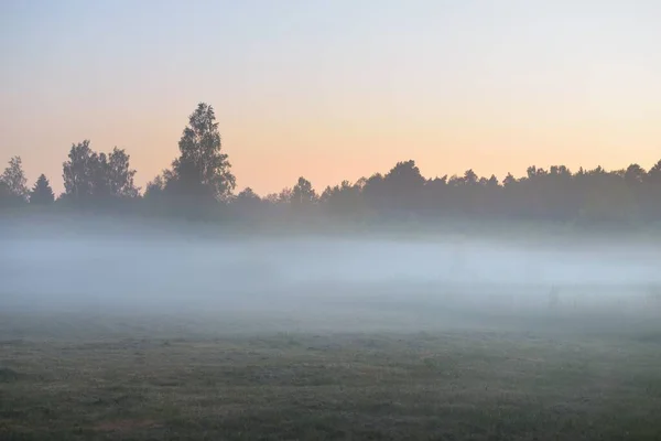 Campo Verde Prado Forestal Césped Una Niebla Amanecer Luz Solar — Foto de Stock
