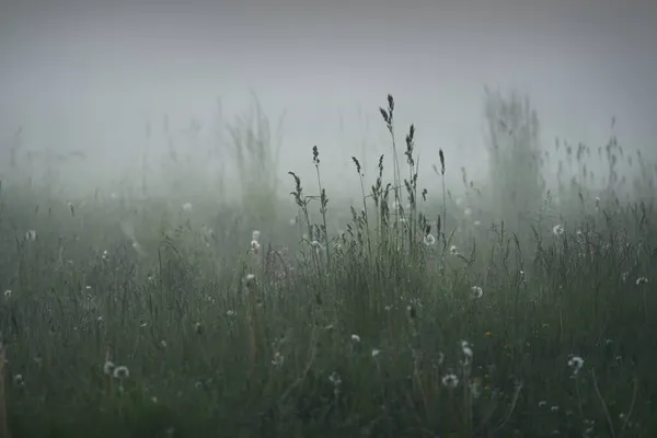 Gree Forest Rasen Wiese Feld Einem Dicken Weißen Nebel Bei — Stockfoto