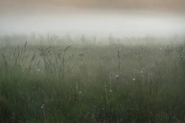 Gree Pelouse Forestière Prairie Champ Dans Épais Brouillard Blanc Coucher — Photo