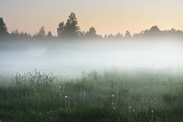 Grünes Feld Waldwiese Rasen Nebel Bei Sonnenaufgang Sanftes Sonnenlicht Goldene — Stockfoto