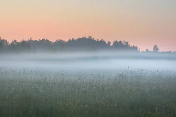 Champ Champêtre Vert Prairie Forestière Pelouse Dans Brouillard Lever Soleil — Photo