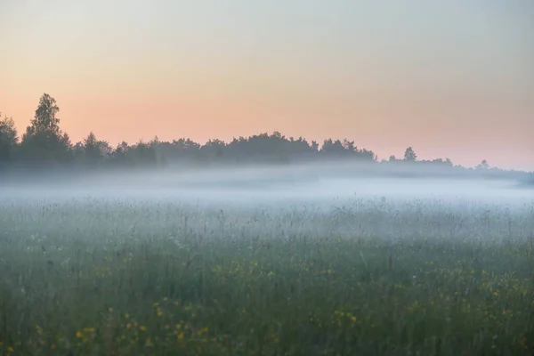 Champ Champêtre Vert Prairie Forestière Pelouse Dans Brouillard Lever Soleil — Photo