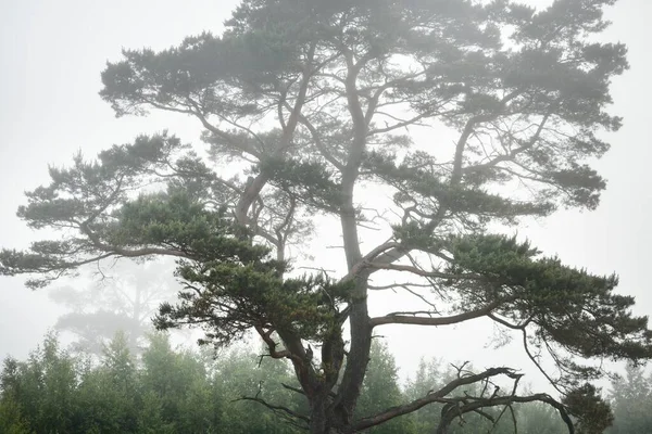 Güneş doğarken sisli bir havada güçlü ağaçlar ve yemyeşil orman çimleri. Idyllic yaz kırsal manzarası. Atmosferik monokrom manzarası. Saf doğa, çevre, ekoloji, eko-turizm