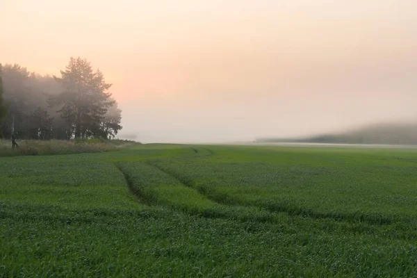 Zielone Pole Trawnik Las Mgle Wschodzie Słońca Idylliczna Letnia Scena — Zdjęcie stockowe
