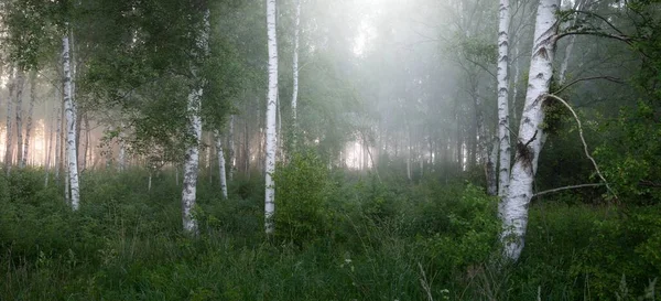 Birkenwald Nebel Bei Sonnenaufgang Idyllische Ländliche Sommerlandschaft Natur Umweltschutz Ökologie — Stockfoto