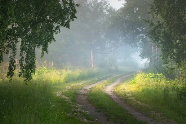 Camino Través Del Majestuoso Bosque Caducifolio Una Niebla Luz Solar — Foto de Stock