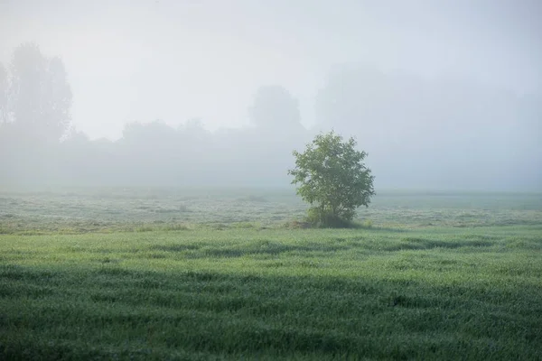 Campo Verde Césped Bosque Una Niebla Amanecer Escena Rural Idílica —  Fotos de Stock