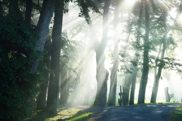 Landelijke Weg Majestueus Groen Loofbos Natuurlijke Tunnel Machtige Bomen Mist — Stockfoto