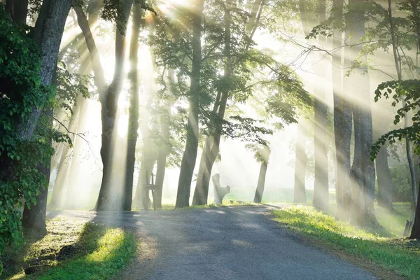 Landelijke Weg Majestueus Groen Loofbos Natuurlijke Tunnel Machtige Bomen Mist — Stockfoto