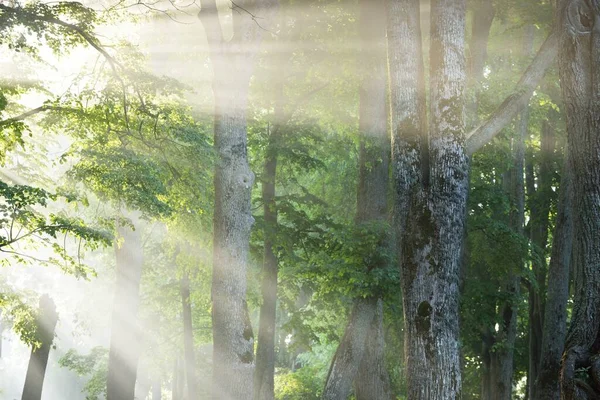 Солнечные Лучи Протекающие Через Ветви Деревьев Зеленые Листья Величественном Лиственном — стоковое фото