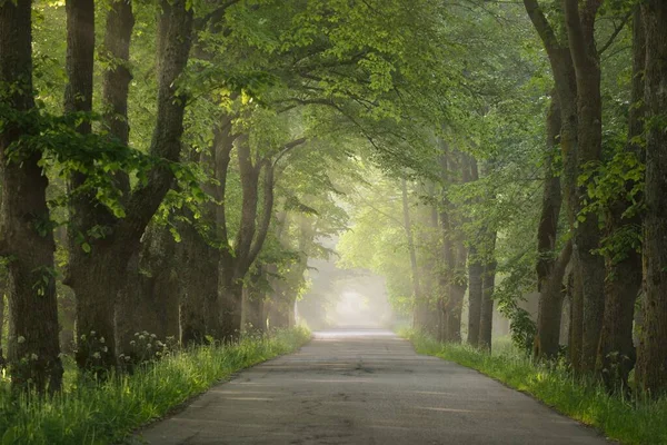 Caminho Através Majestosa Floresta Caduca Nevoeiro Nascer Sol Luz Solar — Fotografia de Stock