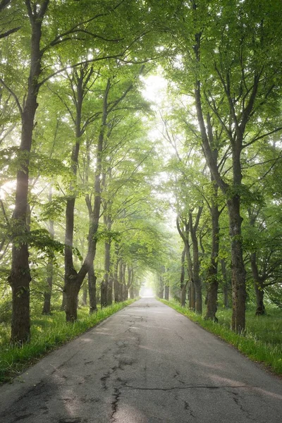 Estrada Rural Majestosa Floresta Decidual Verde Túnel Natural Árvores Fortes — Fotografia de Stock