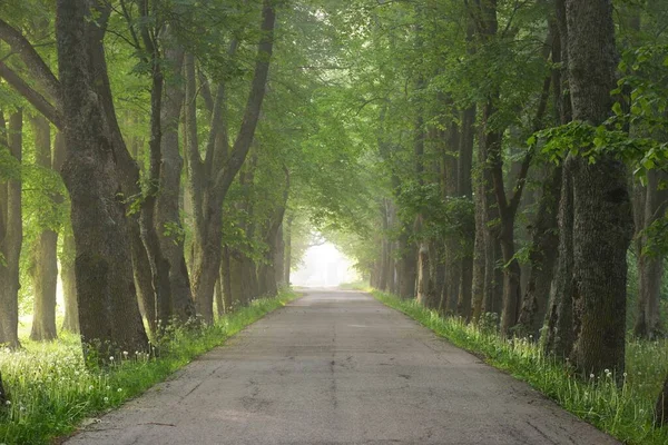 Wiejska Droga Majestatycznym Zielonym Lesie Liściastym Naturalny Tunel Potężne Drzewa — Zdjęcie stockowe