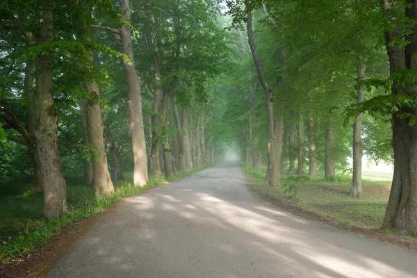 Landsväg Majestätisk Grön Lövskog Naturlig Tunnel Mäktiga Träd Dimma Solstrålar — Stockfoto